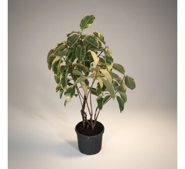 Ficus Tineke Kauçuk